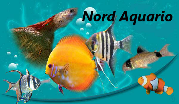 nord aquario Nord_a10
