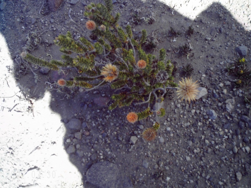 Le volcan Chimborazo 30 07 Dcfn0010