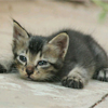   Kitten15