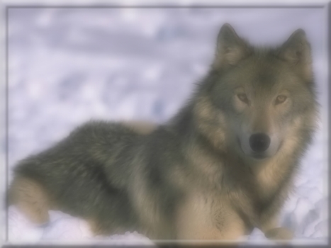 Forum gratuit : Forum Ogamen Univers 53 Loup-a10