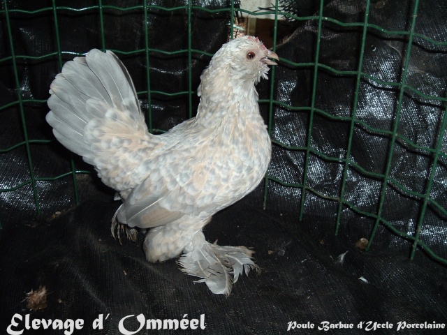 Bantam porcelaine??? Poule_11