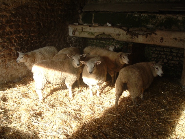 Autres animaux de Teddy Texel_10