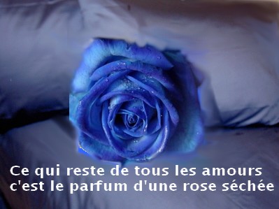 La rose bleue Draps10