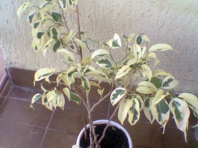 Ficus Benjamin Bendza12