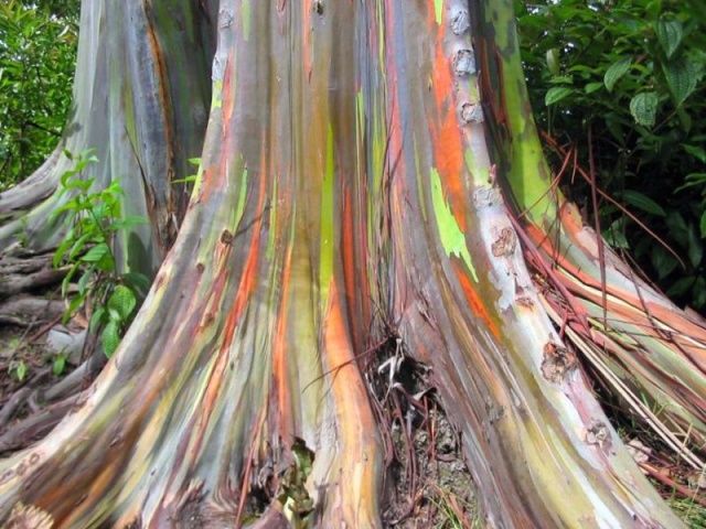 Rainbow Eucalyptus (Eucalyptus deglupta) 800px-12