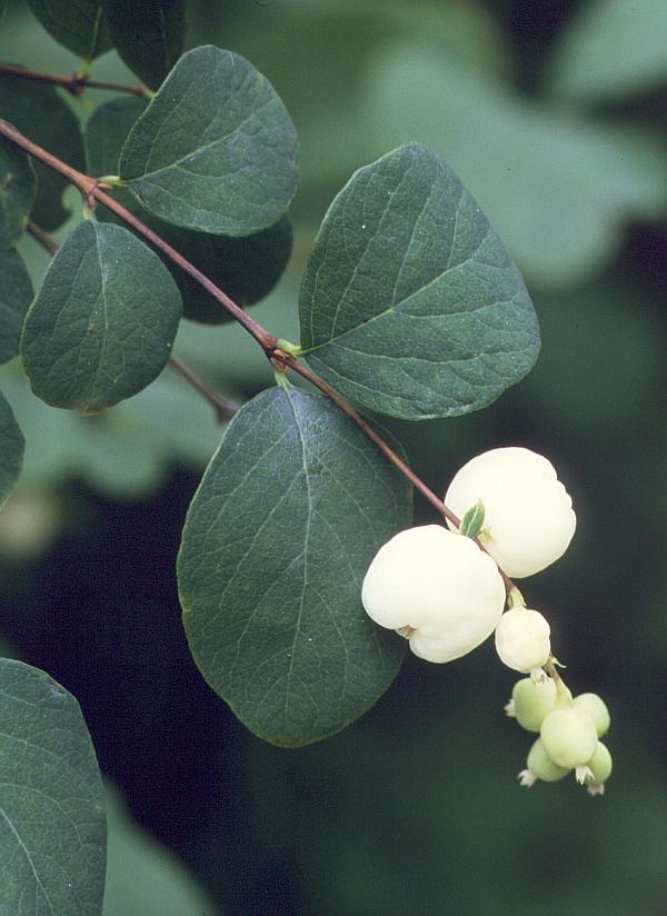 Bijeli Biserak  ( SYMPHORICARPOS ALBUS ) Albus-10