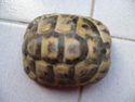 identification de mes tortues P1020310