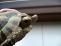 identification de mes tortues P1020314