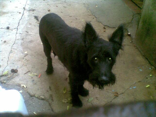 Bobby 2 ans schnauzer moyen a besoin de nous Schnau11