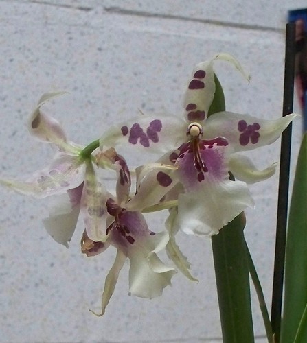 orchidée Vuylstekeara cambria Orchid10