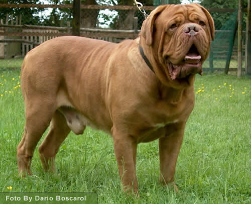 Dogo Argentino'nun Atalar (resimli) Dogue210