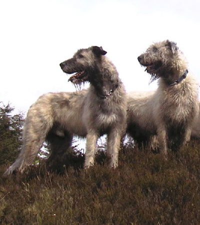 Dogo Argentino'nun Atalar (resimli) Irish_10