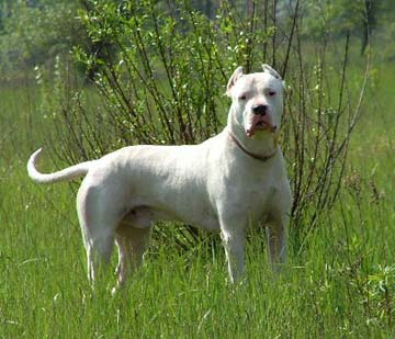dogo argentino