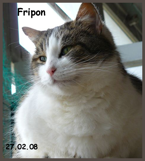 Fripon, brown tabby et blanc Asso Suisse  Lauserne Fripon10