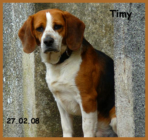 86/79/37/49 -  TIMY adorable male beagle Timy10