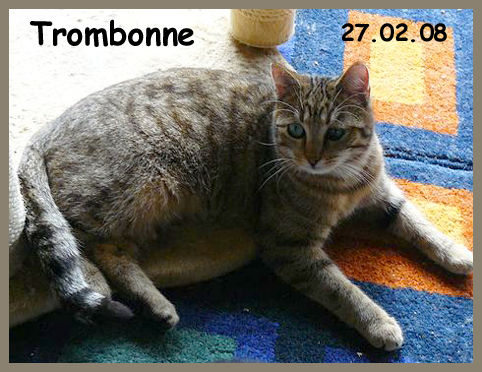 Trombonne, brown tabby Trombo10