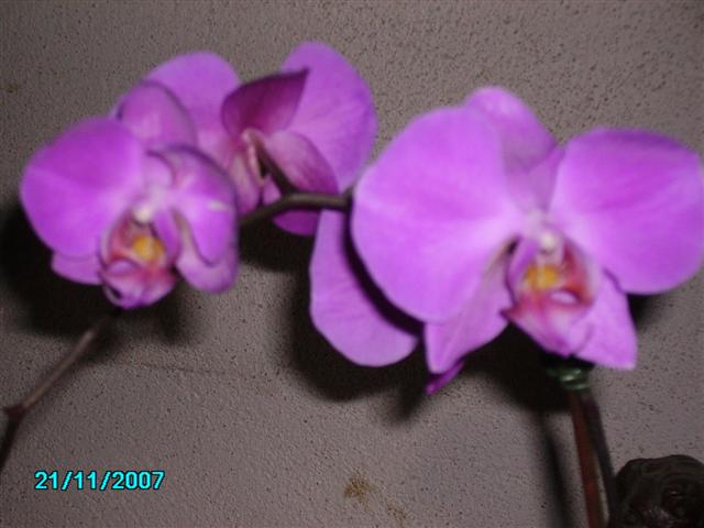 Sauvetages ! Orchid11