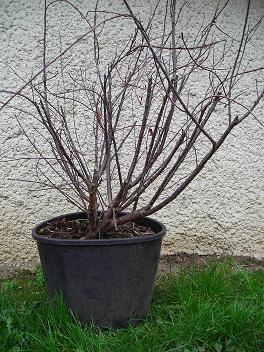 Idée formation prunus Dscn1113