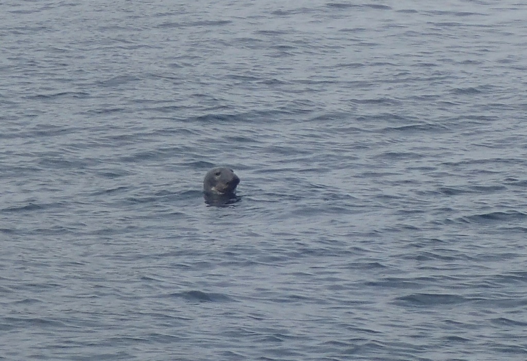 Snorkeler avec des phoques gris en Bretagne P6260010