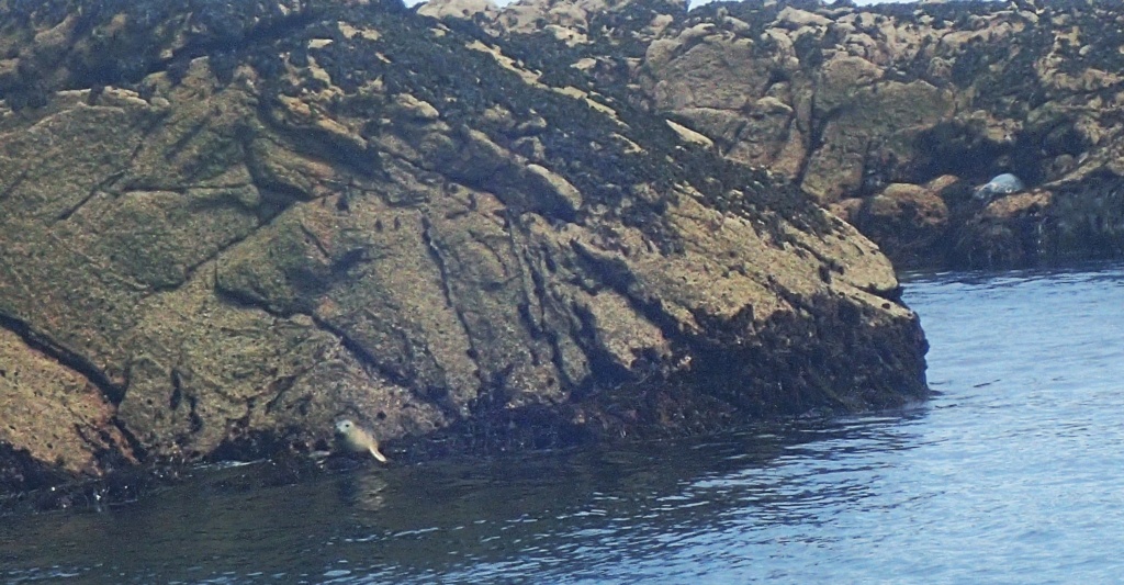 Snorkeler avec des phoques gris en Bretagne P6260013