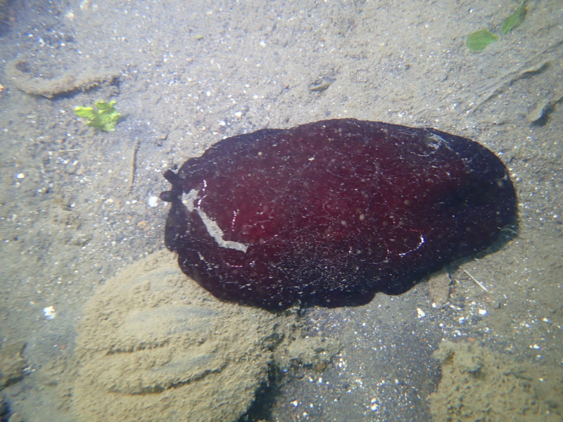 Sulawesi 2023 : Bunaken et Lembeh Pa040115