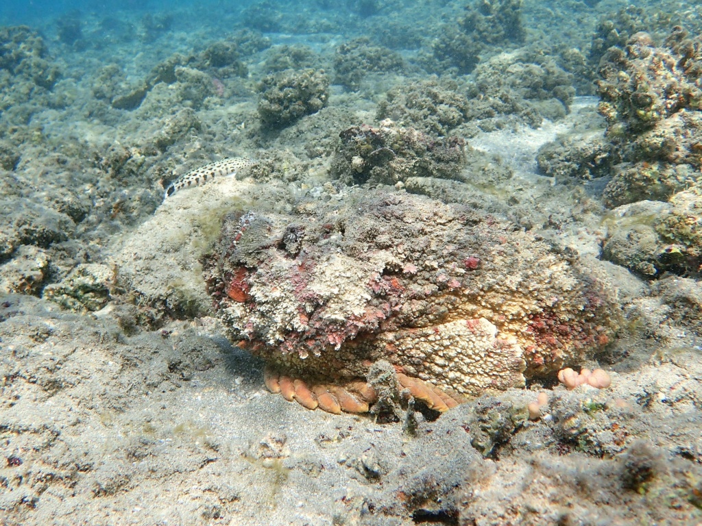 Séjour mer rouge octobre 2021. Shams alam resort. Pa090018