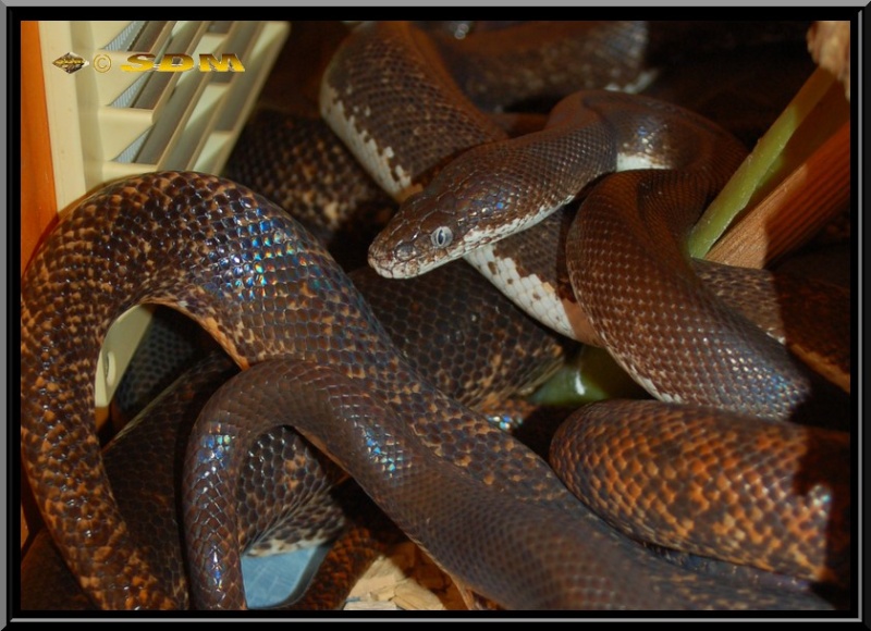 Serpents adultes & subadultes Savuen10