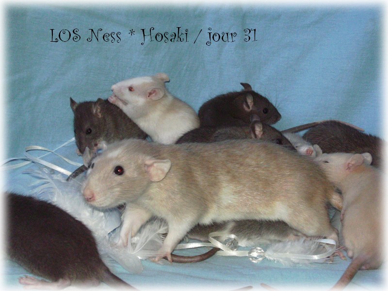 LOS Ness * Hosaki (adoption Alsace et Paris possible) - Page 4 Pict5516