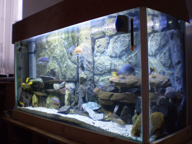 Mi acuario y sus peces P2250012