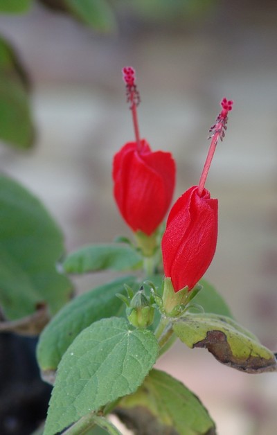 *malvavi* - Malvaviscus arboreus - hibiscus piment, hibiscus dormant Dsc01814
