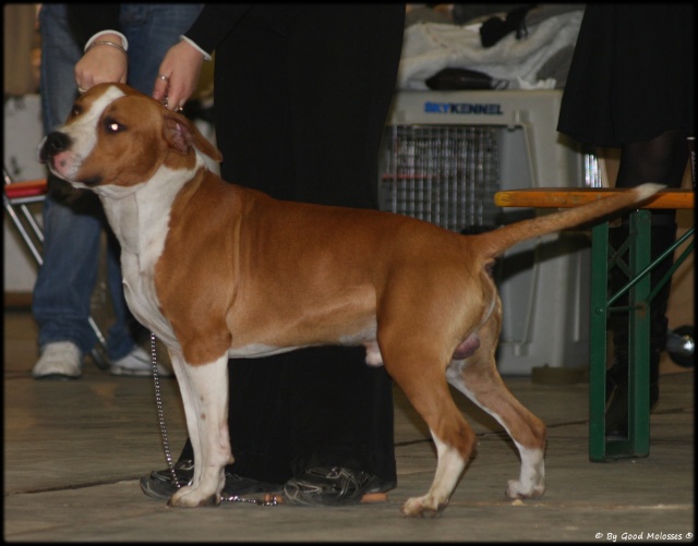 Pix's By Good Molosses  BRUSSELS DOG SHOW 12/12/09 (amstaff) Img_5513