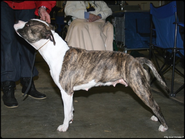 Pix's By Good Molosses  BRUSSELS DOG SHOW 12/12/09 (amstaff) Img_5618