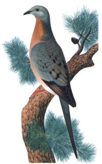Le pigeon migrateur 200px-10