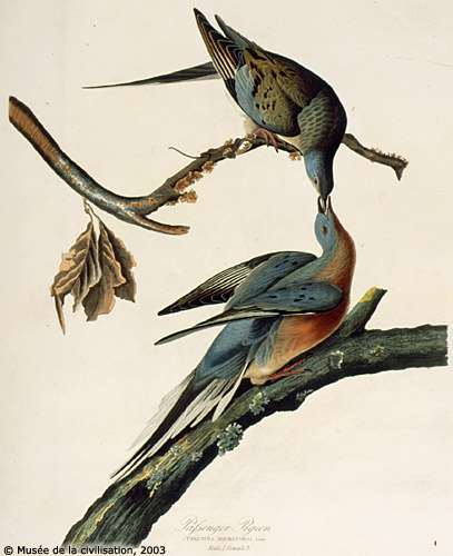 Le pigeon migrateur Audubo10