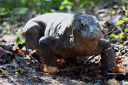 Le dragon de Komodo Pt667311