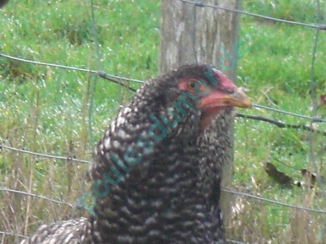 les nouvelles araucanas de poulesdumonde Cimg9211