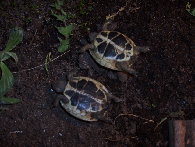 leur habitation ???VOILA MES PETITES!!!mafa et roan aout 07 Plastr10