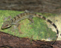 Gecko Gueko111