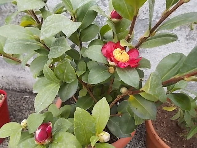 Camellia x vernalis 'Yuletide' [identification] Dscn1513