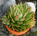 Echeveria 'Lucas' ou E. 'Nomino' ? _nomin11