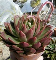 Echeveria 'Lucas' ou E. 'Nomino' ? _nomin12