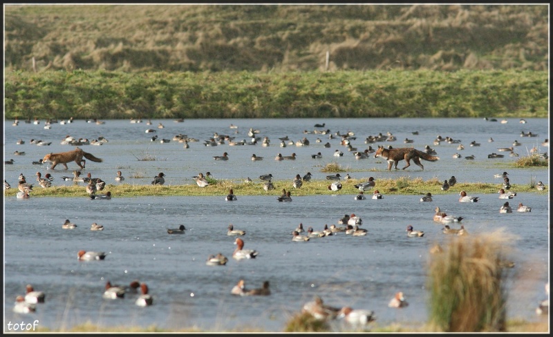 concours photo " migrateur(s)chassable dans la nature " - Page 3 Img_4711