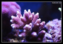 Blue-Coral  Dsc_4612