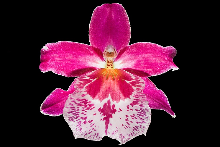 FLEURS......... Orchid10