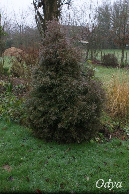 LE CRYPTOMERIA JAPONICA ELEGANS  Jardin26