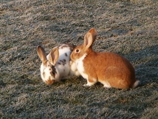 nos amis les animaux!! Pict1610