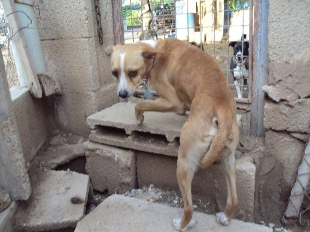 Boby,pequeñin muy afectado por su abandono :( Boby10