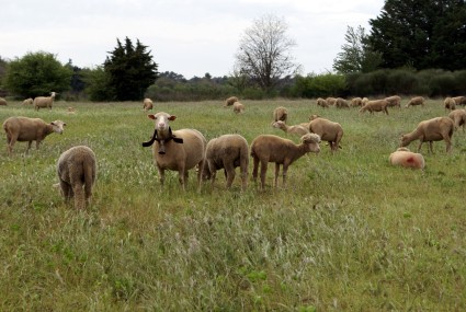quand Google recrute un troupeau de chèvres Dsc01010
