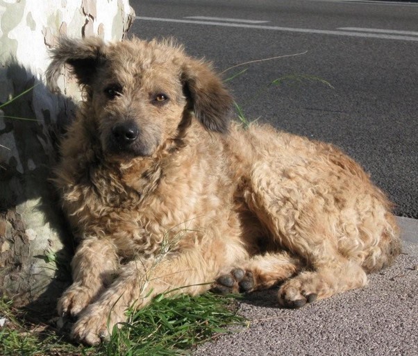 SOS pour un chien abandonné à la Farlède (83) Img_2910