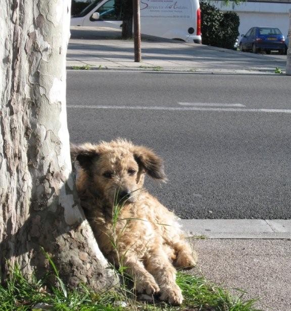 SOS pour un chien abandonné à la Farlède (83) Loulou10